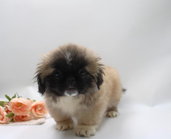 Pekingese - 984
