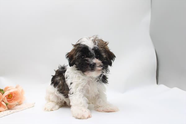 Havanese - 988