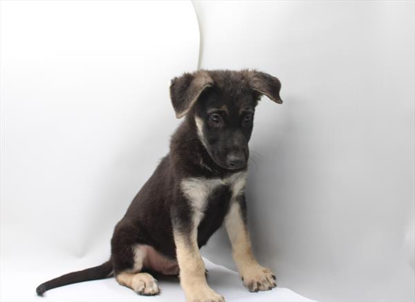 German Shepherd Dog - 991