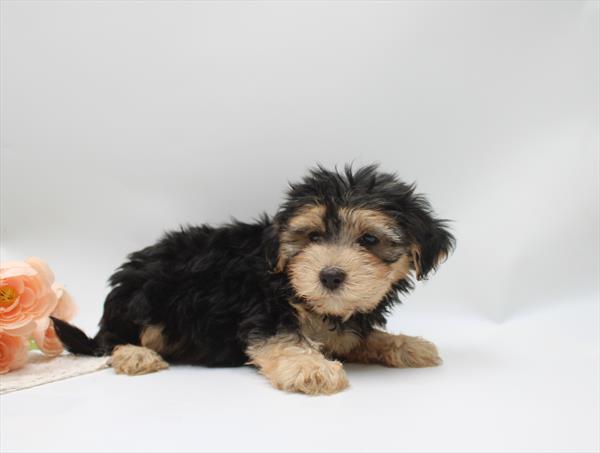 Morkie - 989