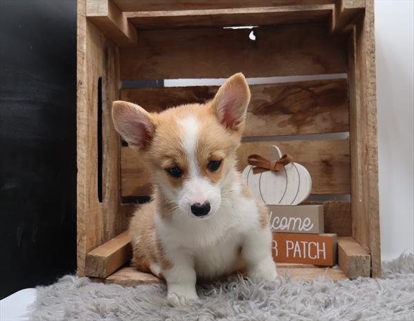Pembroke Welsh Corgi - 1023