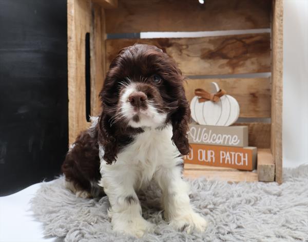 Cocker Spaniel - 1009