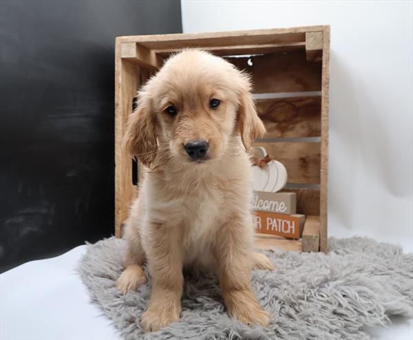 Golden Retriever - 1015