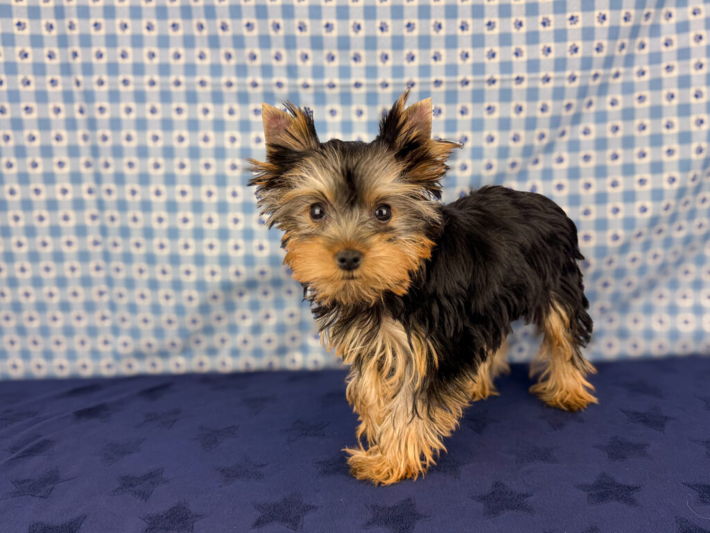 Yorkshire Terrier - 994