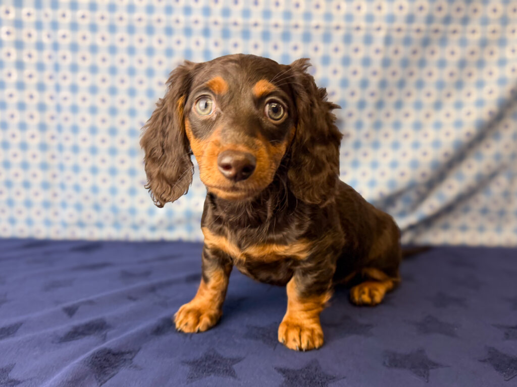 Miniature Dachshund - 1017