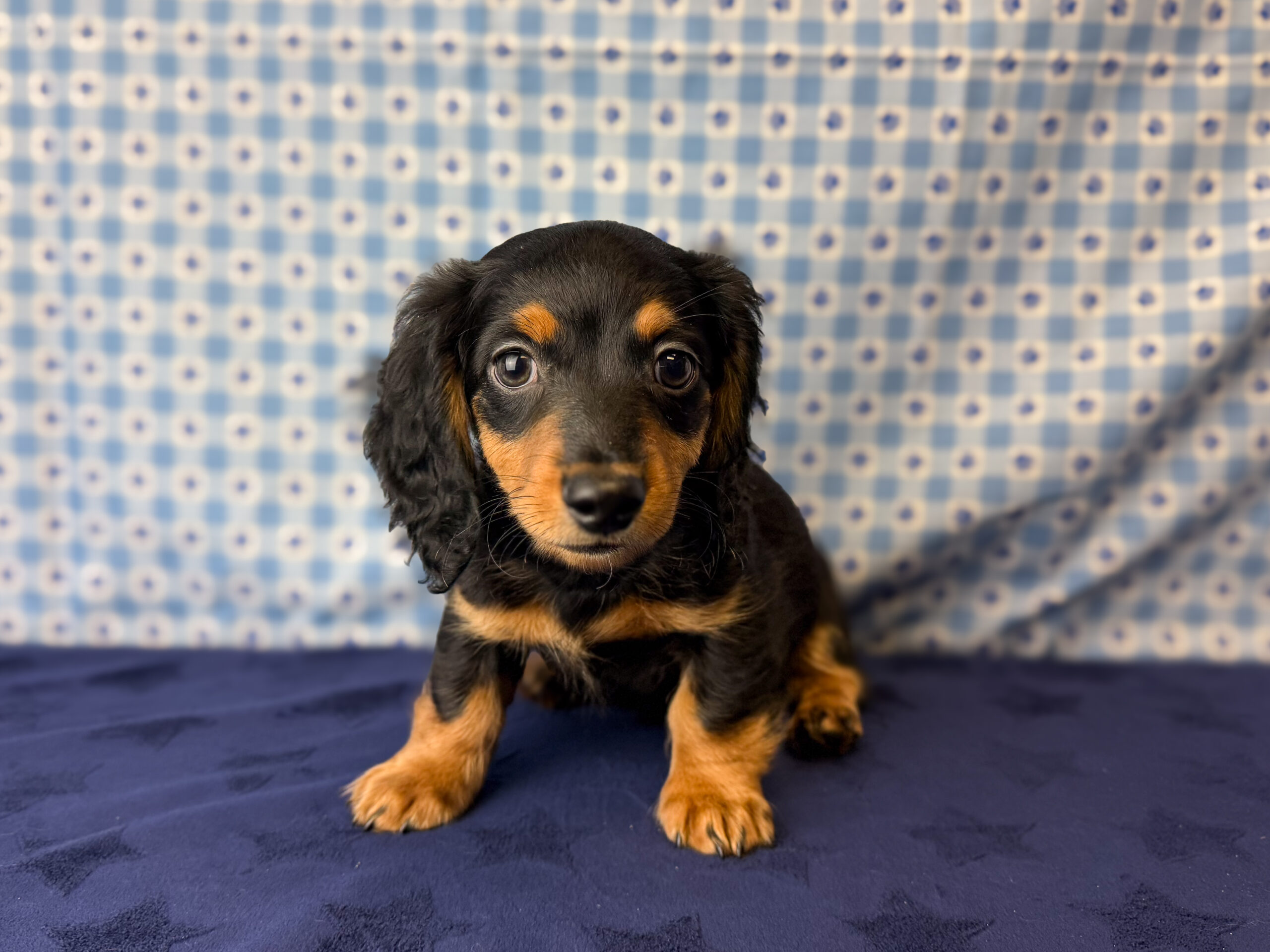 Miniature Dachshund in Fort Collins, CO