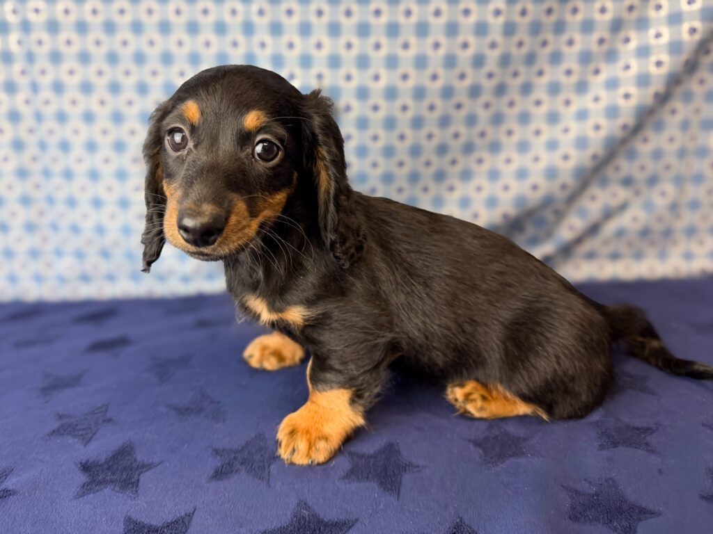 Miniature Dachshund - 1019