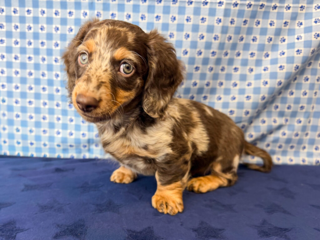 Miniature Dachshund - 1021