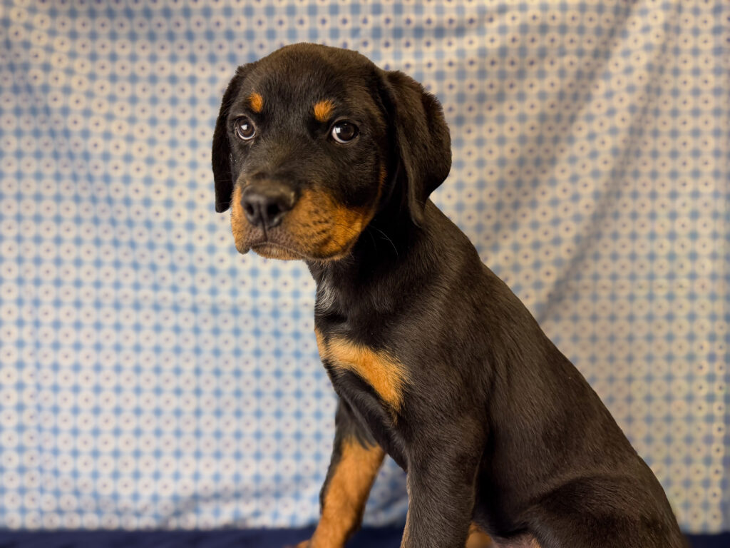 Rottweiler - 977