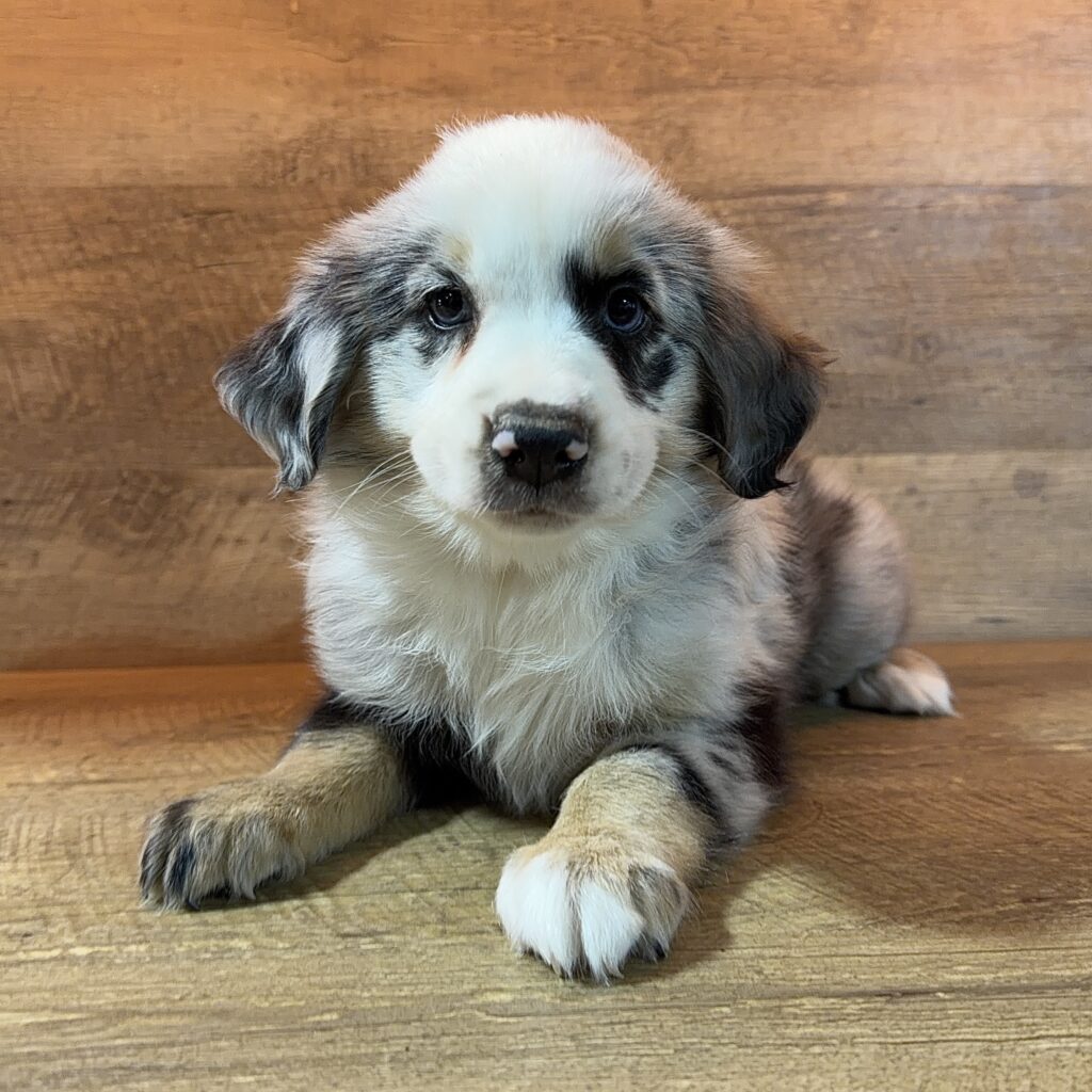 Miniature Australian Shepherd - 997