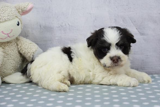 Havanese - 1000
