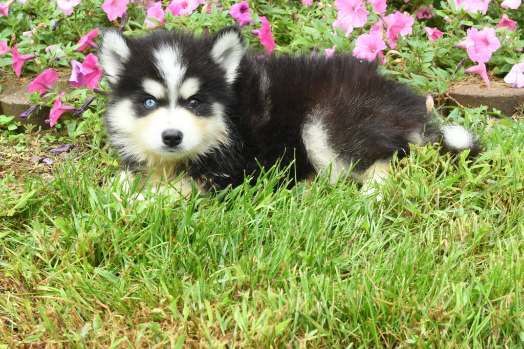 Pomsky - 993