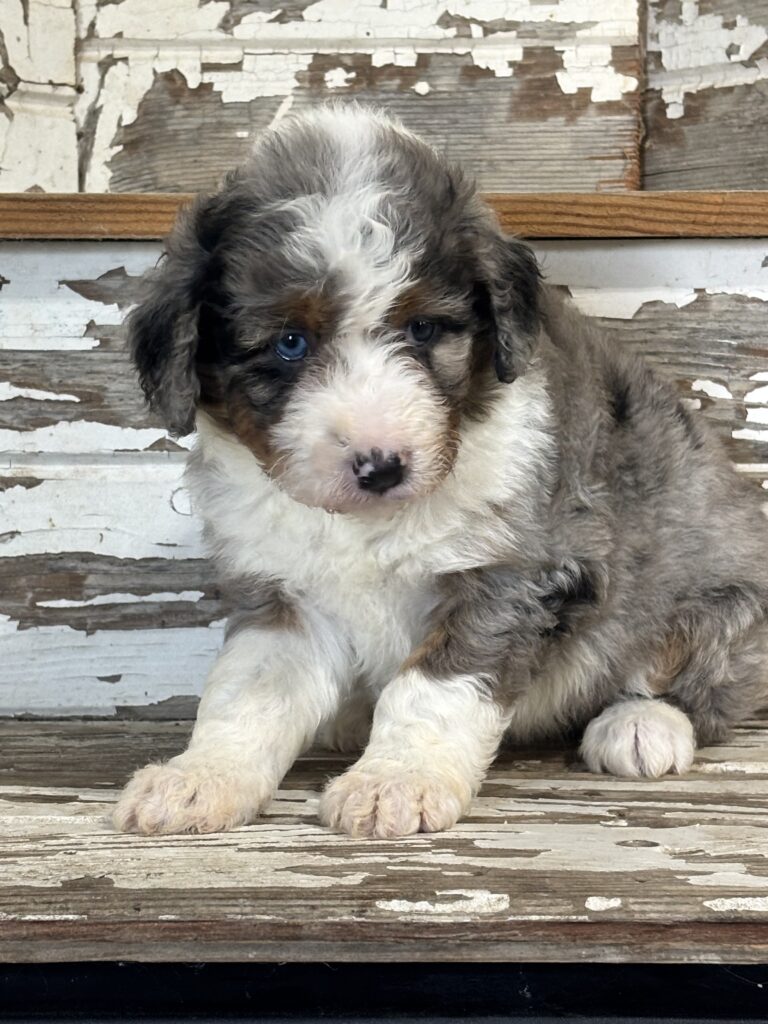 Aussiedoodle - 1031
