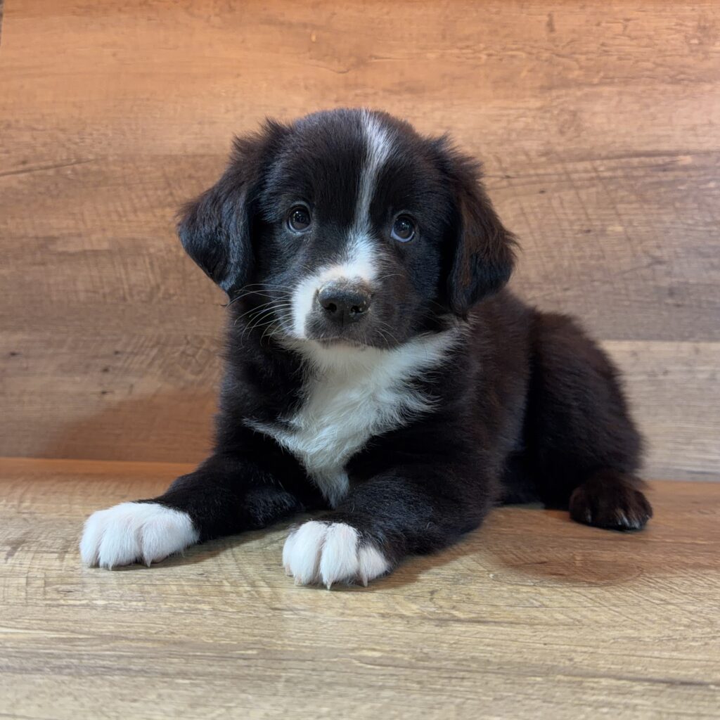 Miniature Australian Shepherd - 996