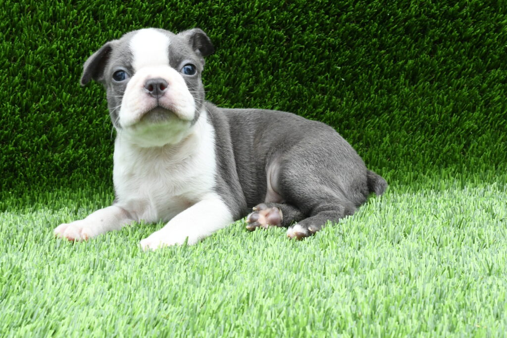 Boston Terrier - 1028
