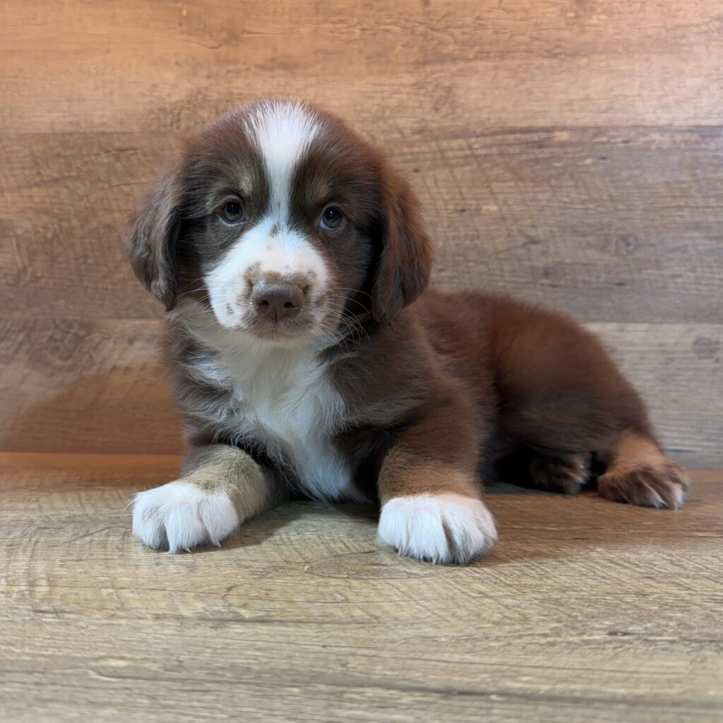 Miniature Australian Shepherd - 998
