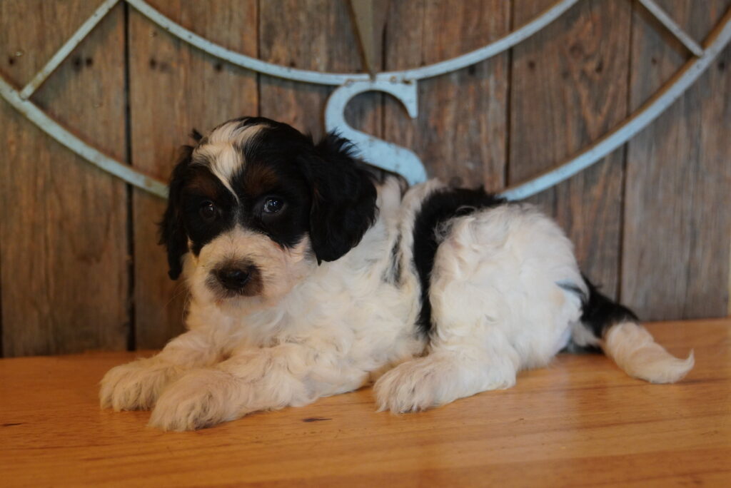 Miniature Goldendoodle 2nd Gen - 1003